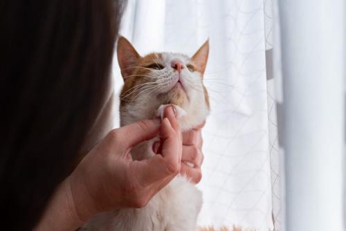 猫のアゴを拭く女性