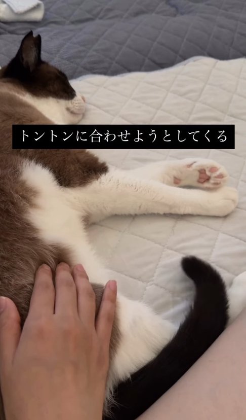 横たわっている猫とお尻に指先を沈ませている飼い主の手（尻尾下がっている）