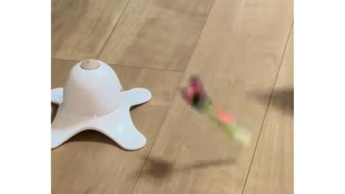 猫と電動オモチャ