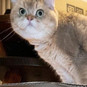 段ボールの上に乗った猫→中を見ると、『同居猫』が入っていて…目を疑う光景が119万表示「液体化が半端ない」「想像以上だった」