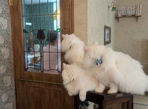3匹の猫