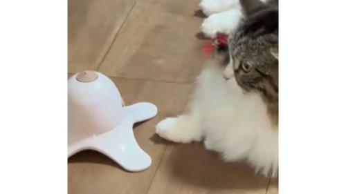 猫と電動オモチャ