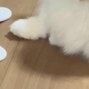 猫に運動してほしくて『電動のおもちゃ』を買ってみた結果…まさかの光景に「新たな遊び方かなｗ」「なんか止まってるｗ」と笑う人が続出