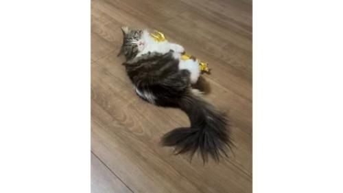 おもちゃで遊ぶ猫