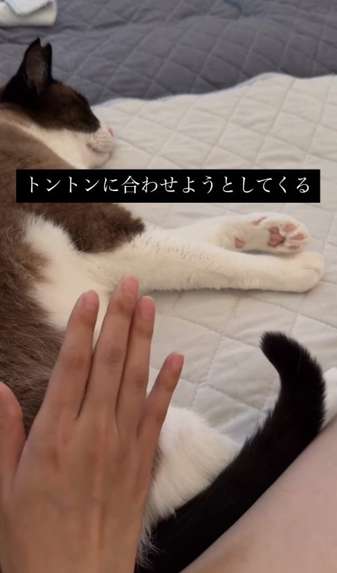 横たわっている猫とお尻の近くて手をあげている飼い主（尻尾をやや曲げて上げている）