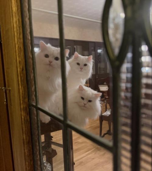 3匹の猫
