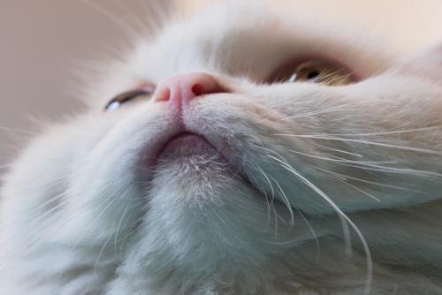 上を向く猫の口元