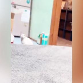 少し離れた場所にいた猫→『おりこうするか!』と声をかけてみると…愛くるしすぎる『全力の反応』に「やばい何度も見てしまう」「かぁいいぃ」
