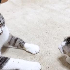 怖がりな新入り子猫→先住猫とふたりきりで対面させてみると…心温まる光景に「なんて素敵なの」「優しいお姉ちゃん」「可愛すぎる」と反響