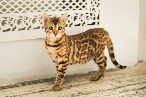ソファに座るベンガル様