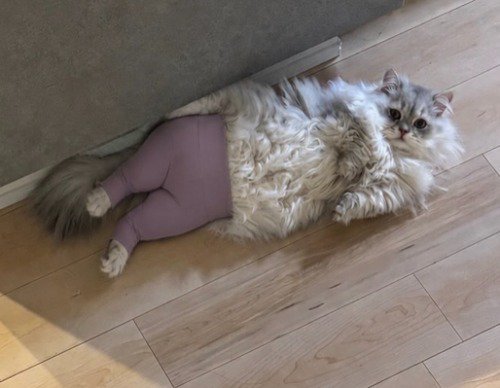 紫色のタイツを履いて寝転がっているミヌエット
