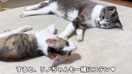 寝転がる子猫と成猫