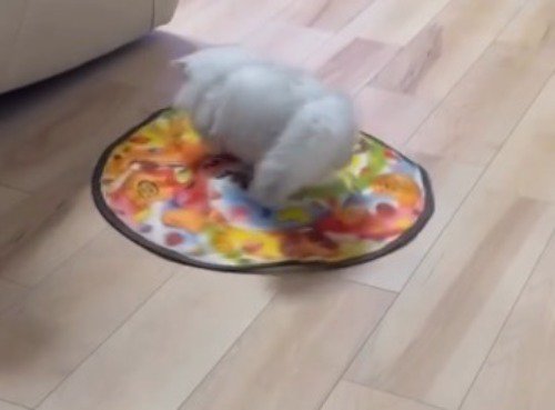 ミヌエットを乗せて周り始める自動猫じゃらし