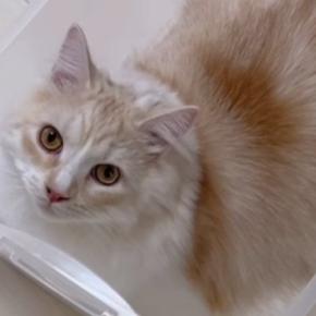 透明ケースの中に入っていた猫→『しっぽ出てるよ!』と伝えた結果…まさかの反応が62万再生「スゴイとしか言いようがない」「頭良いw」