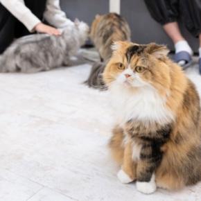 『猫カフェ』に行くなら知っておくべきNG行為5つ 身だしなみの注意点や守るべきマナーをご紹介