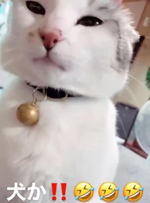 目を細める猫