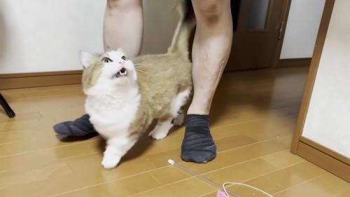 パパさんを見上げる猫ちゃん（お口が開いています）