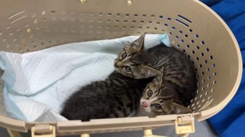 ケージの中の2匹の子猫