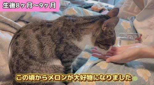 メロンを食べる猫