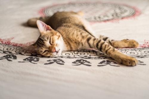 カーペットで眠る猫