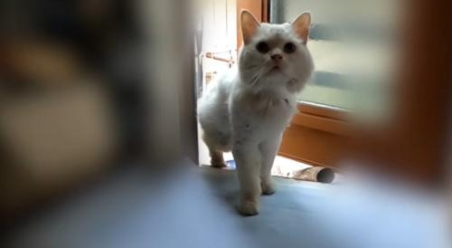 慎重に室内へ足を踏み入れるシロちゃん
