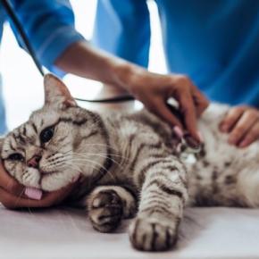 猫が苦しんでいるときに表れる『SOSサイン』5選 絶対に見逃せない理由や正しい対応方法まで