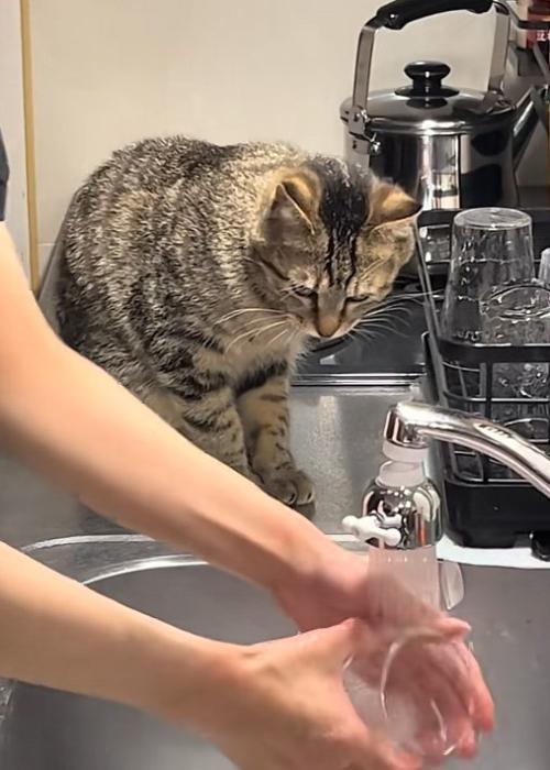 真剣な猫