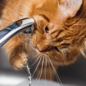 猫が『水を手ですくって飲む』理由4つ 辺りがびしょびしょに…対策方法はある?