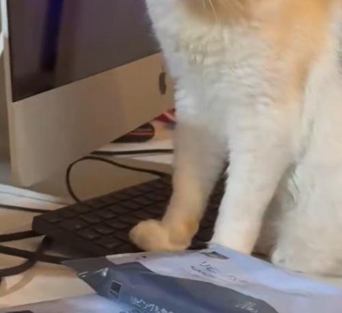 再びキーボードの上に前足を乗せる猫