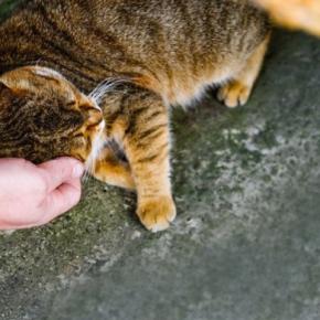 大人気の「病院猫」が突然失踪! 地域ぐるみの捜索が功を奏し、無事発見へ ニュージーランド
