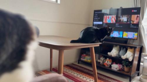 テーブルの上に座る黒猫と、ソファから離れるキジ白猫