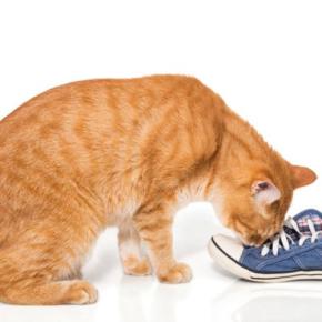 猫のテンションが上がる『身近なアイテム』5選 興味を示しやすい理由や気を付けたいことまで
