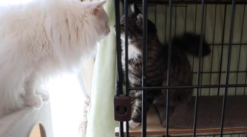 保護猫ハルちゃんと向かい合うシロちゃん