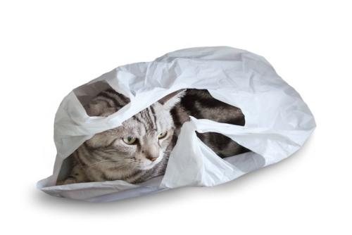 レジ袋に入って遊ぶ猫