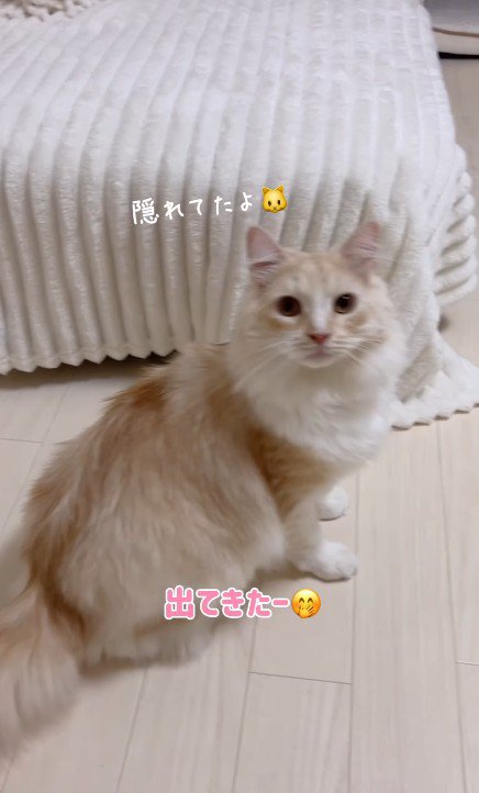 ベッドの前に座る猫