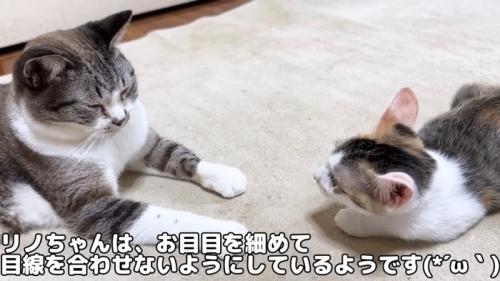 成猫の前にいる子猫