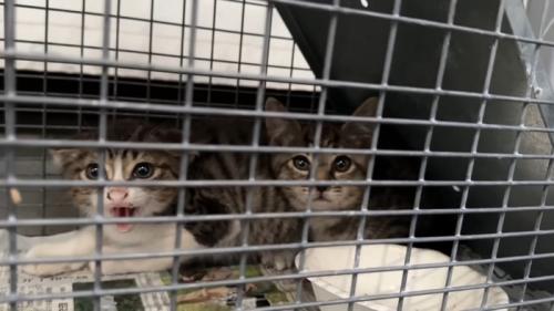 捕獲機の中の2匹の子猫