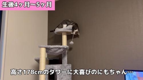 キャットタワーで遊ぶ子猫