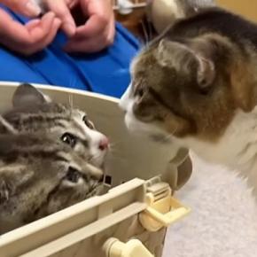 お寺に捨てられた『2匹の子猫』を保護→育児上手なママ猫に託してみたら…驚きの対応に「本当にすごい」「母性の塊だね」と31万再生