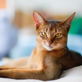 思わず見惚れてしまう『かっこいい猫種』5選　種類ごとの特徴から美しさを保つ秘訣まで