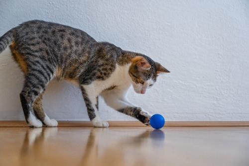 ボールを追いかける猫