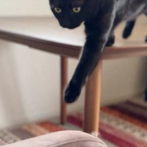テーブルの上にいた黒猫、ソファに移動しようとした結果…予想外の『笑ってしまう展開』に2万いいね「わざとやし!」「どんくさキャット」