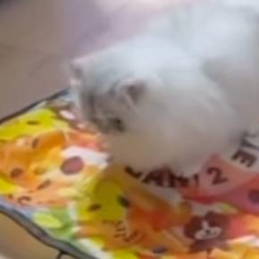 電動猫じゃらしで遊んでいた猫…あまりにも予想外な『使い方』に「斬新すぎるw」「可愛いから大正解w」と爆笑する人が続出