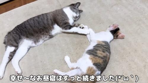 寝ている2匹の猫