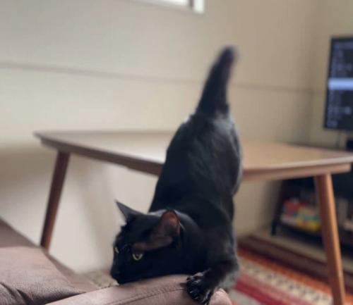足を踏み外してソファの肘掛けにアゴをぶつける黒猫