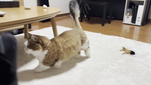 お部屋を歩く猫ちゃんの左半身