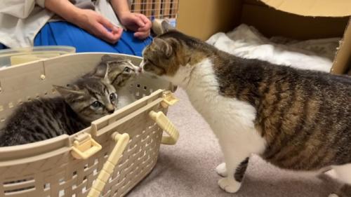 猫と2匹の子猫