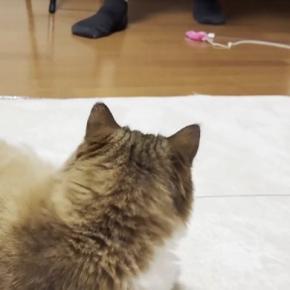 リビングでくつろいでいた猫→『大好きなパパ』が部屋に入ってくると…可愛すぎる行動に反響「大好きなのが伝わる」「忠猫ぶりがすごいw」
