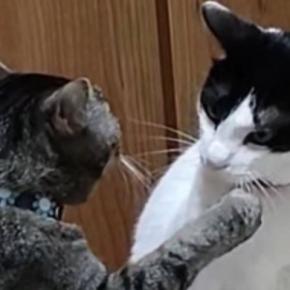 向かい合う2匹の猫→あまりにも『平和なバトル』が始まって…微笑ましすぎる光景に「愛すべきケンカw」「なんだか目が離せない」と13万再生