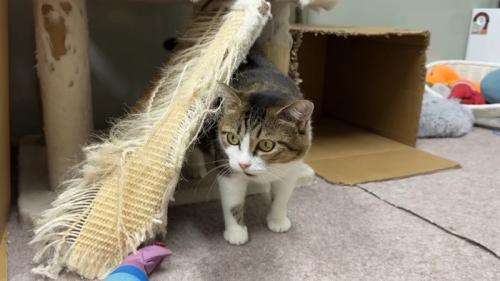 顔を出す猫